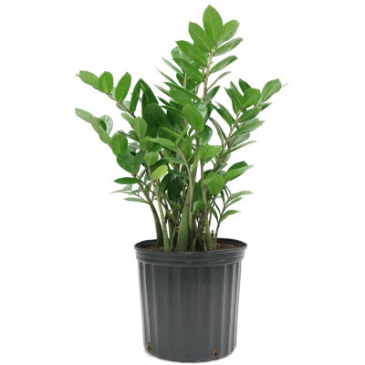 ZZ Plant in Nursery Pot | Wayfair North America