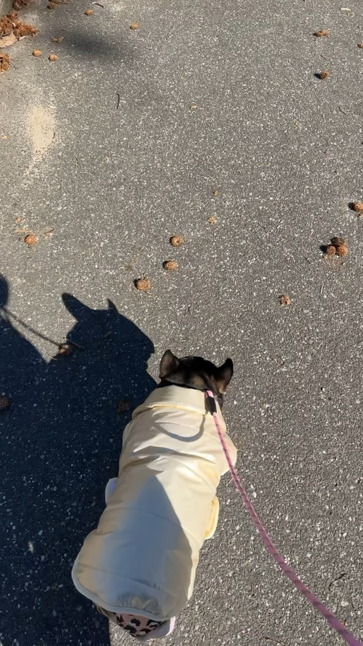 puppy winter vest 

#LTKfamily #LTKsalealert #LTKSeasonal