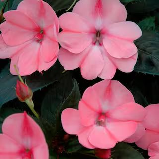 2 Gal. Compact Blush Pink SunPatiens Impatiens Outdoor Annual Plant with Pink Flowers in 12 In. H... | The Home Depot