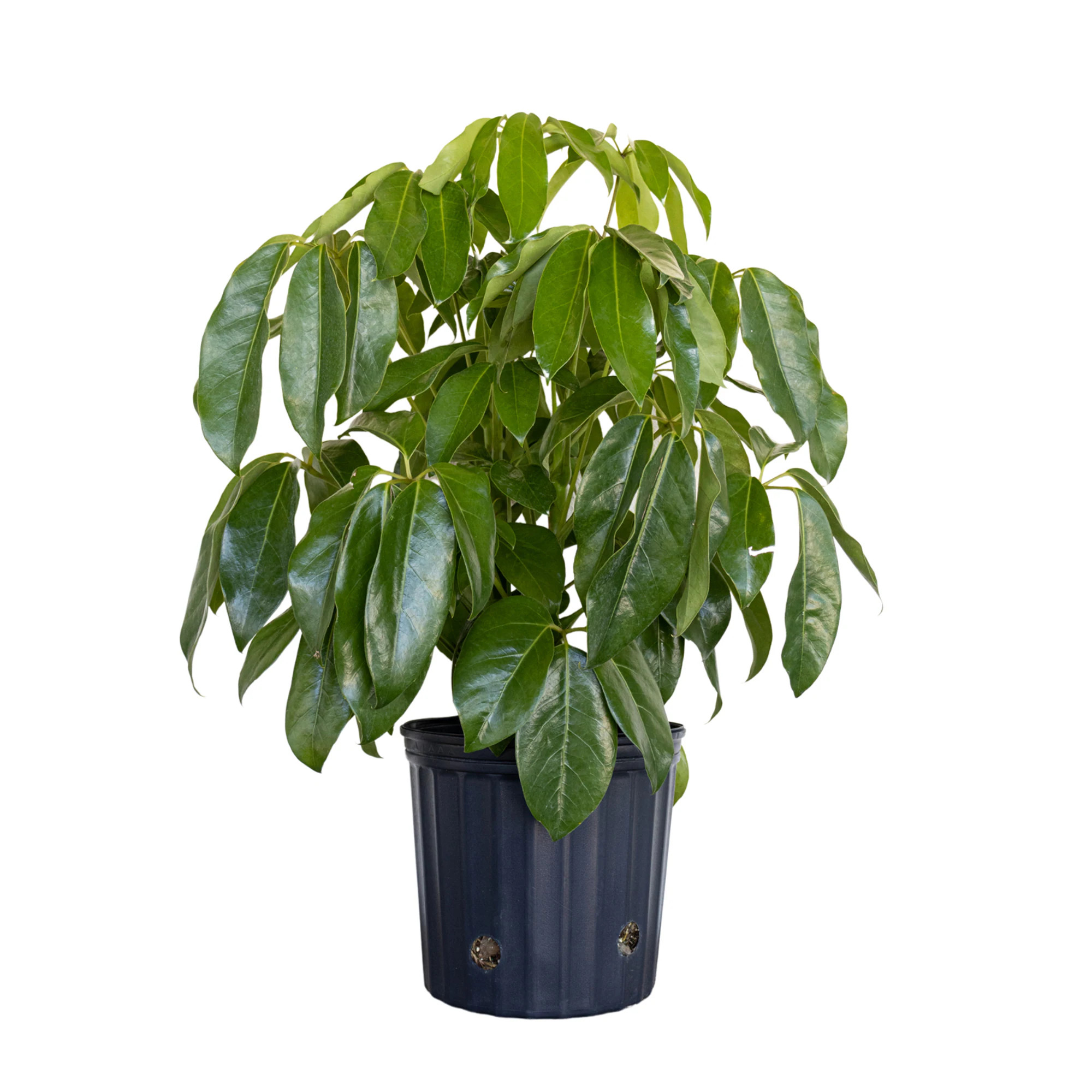 United Nursery Umbrella House plant in 10 Inch(es) Pot 1.0 -Pack | 72703 | Lowe's
