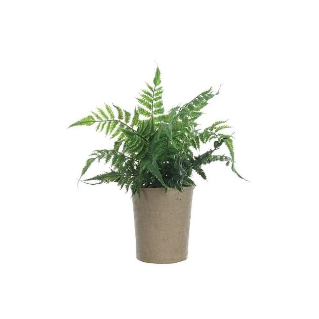 Faux Fern in Paper Pot | Nigh Road