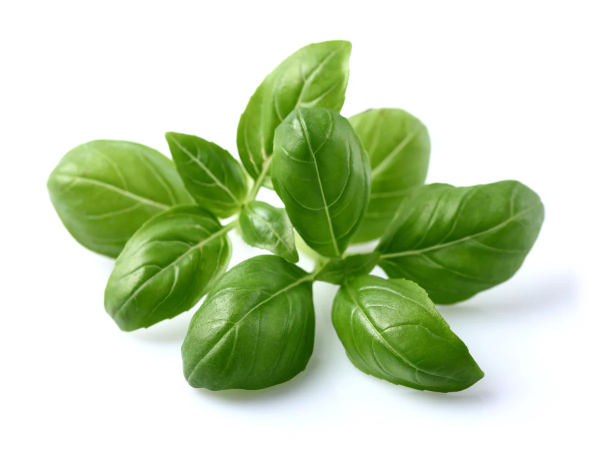 Basil Plant Pods | Click & Grow