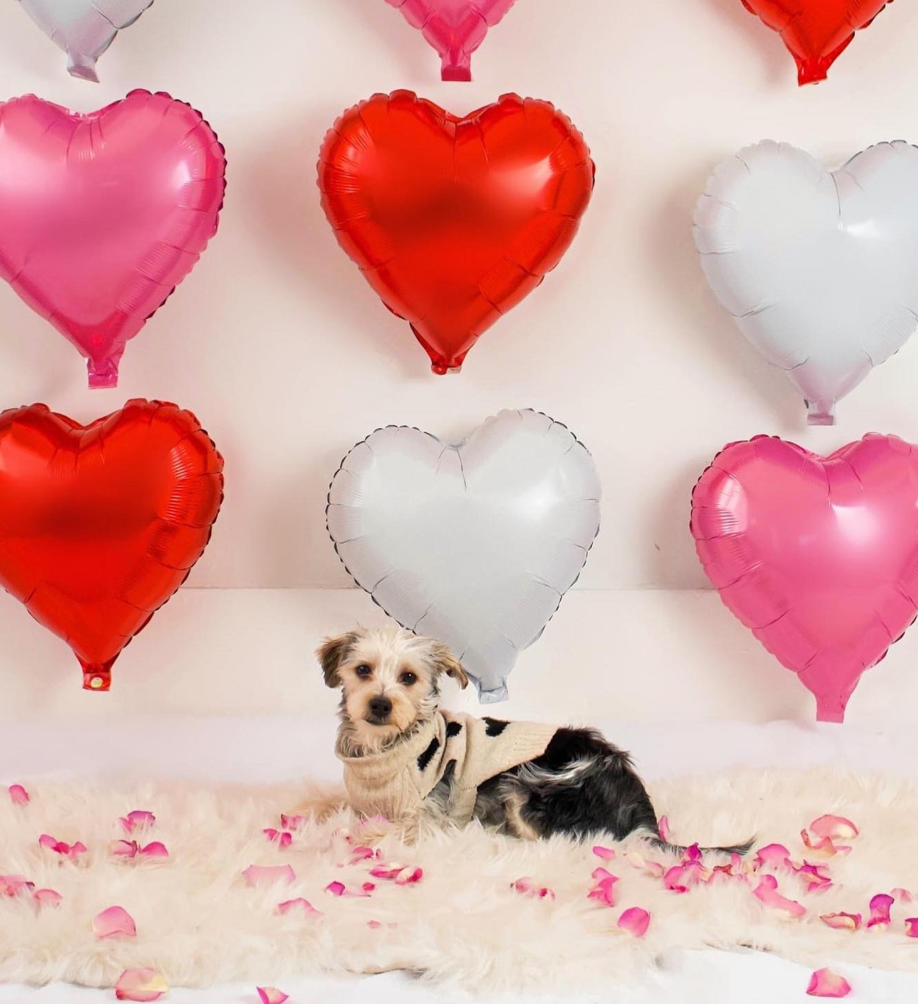 I love this dog sweater! 💖

#LTKfamily #LTKFind #LTKhome