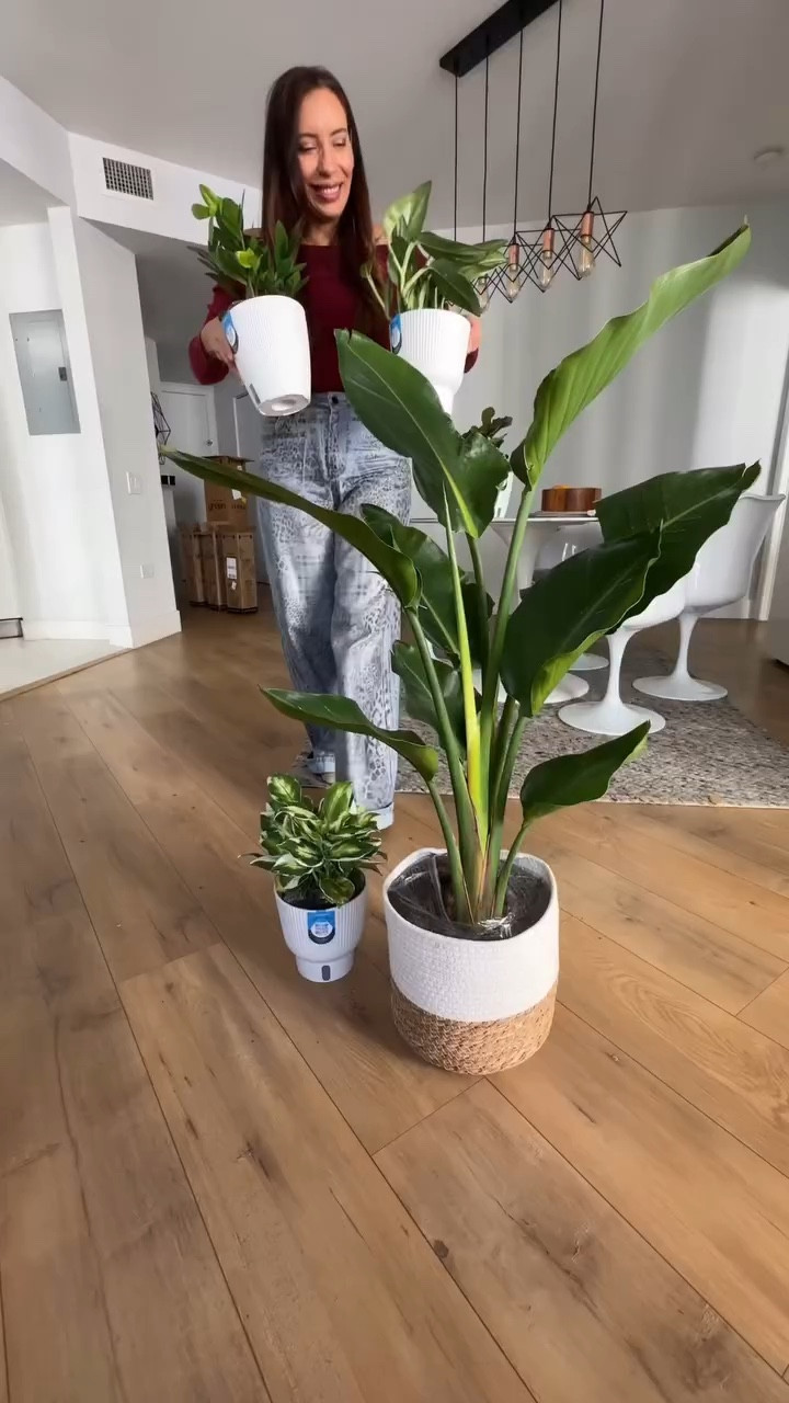 ¿Sabes los nombres de estas plantas? 🌿
🌟 Si también te pones triste o estresada en Navidad, ¡esta es tu señal para pedir plantas que te llenen de felicidad! 

🛒 Entra a COSTAFARMS.com
🌱 En @costafarms elegí plantas: ✔️ Según mi nivel de cuidado ✔️ ¡Con materos que se riegan solos!
Las plantas te ponen feliz, ¡así lo leí! 🌿 Mejoran el ánimo y limpian tu energía. 🏡 Una planta bonita cambia tu casa por completo.
👉 ¿No me crees? 🪴 Si tienes un rincón vacío, ¡ponle una planta y verás!
Mis plantas favoritas son:
* ZZ PLANT
* WHITE BIRD OF PARADISE
* COOL BEAUTY DIEFFENBACHIA
* MONSTERA COBRA
* LITTLE FIDDLE LEAF FIG
¿Qué esperas? Compra tus plantas hoy mismo y deja que te traigan felicidad. 🌿✨

#plantas #plantasdecasa #costafarms @fromthelobby #plantasdentrodecasa