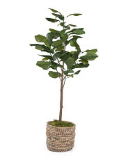 5ft Fiddle In Woven Basket | TJ Maxx