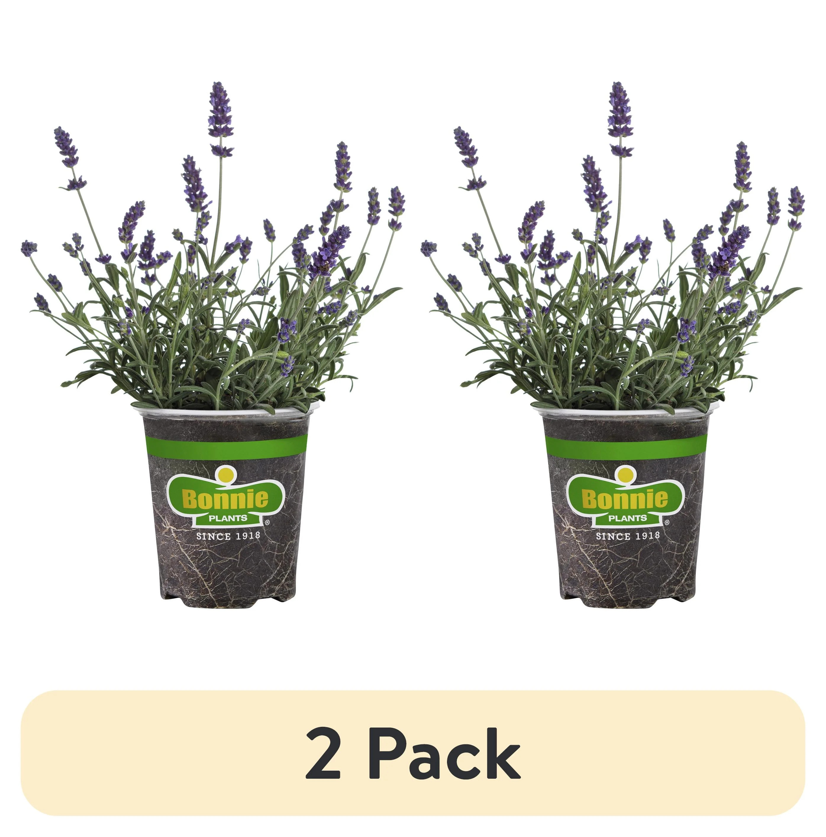 (2 pack) Bonnie Plants Lavender, 19.3 oz., Live Plant - Walmart.com | Walmart (US)