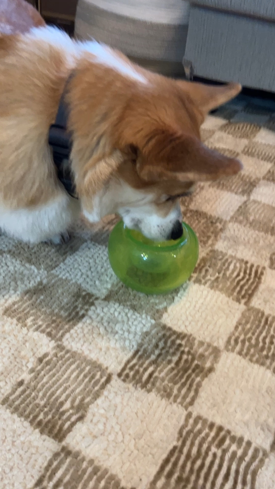 Kyler loves this interactive Outward Hound toy 🐶

#LTKFindsUnder50