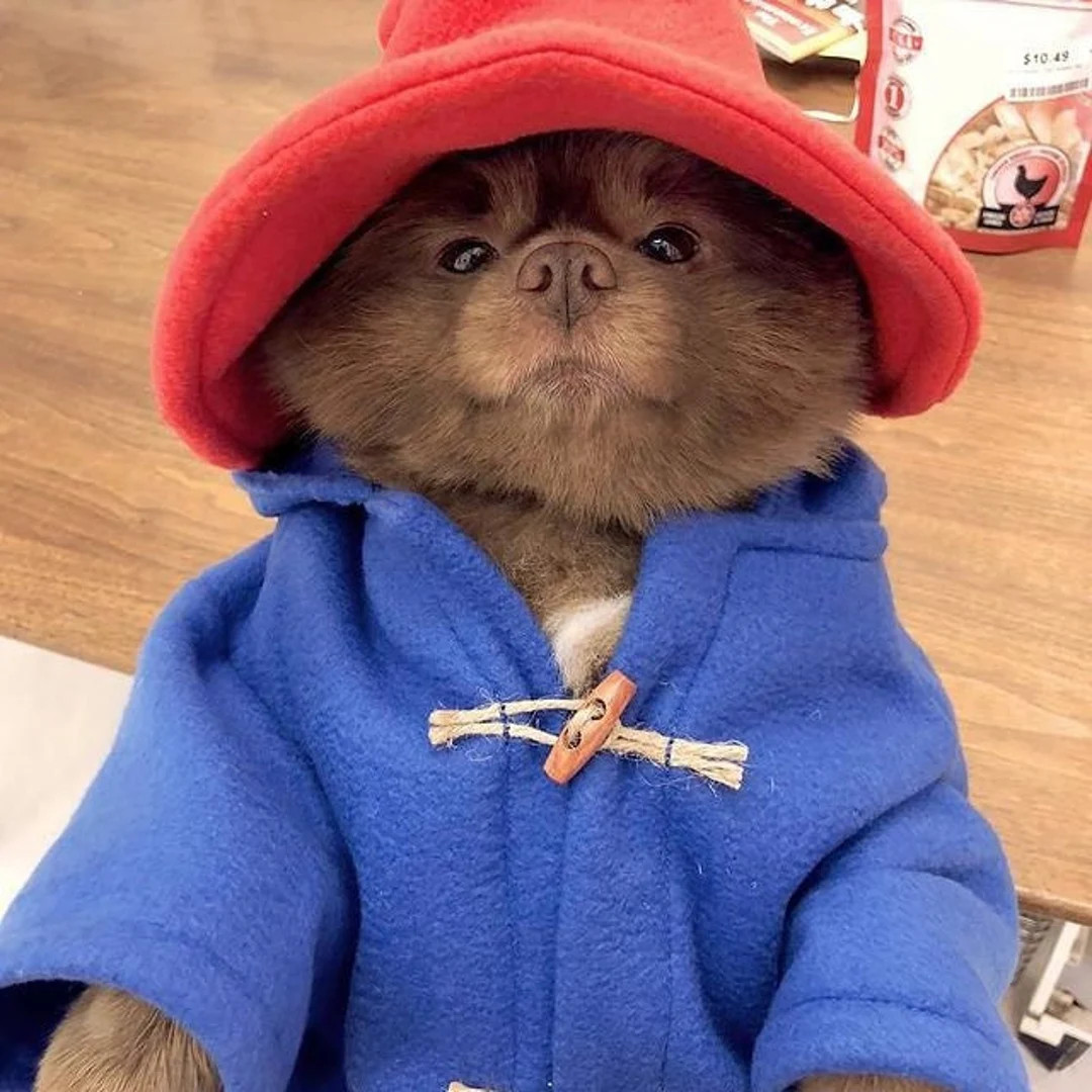Paddington Bear Dog Costume - Blue Toggle Coat & Red Floppy Hat - Etsy | Etsy (US)