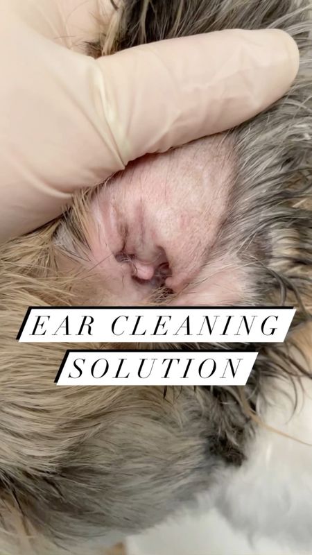 Ear cleaning solution for dogs. Use as recommended on the package instructions. 

I try to clean his ears as needed which is weekly or bi-weekly. Since using this solution we no longer have his ear hairs plucked. I will also trim his inner ear hairs (not shown in this video) with a mini electric clipper.

He is standing on top of a silicone mat on the toilet for traction. 

Virbac epiotic ear cleanser dog cat pet grooming tips male shih tzu 
