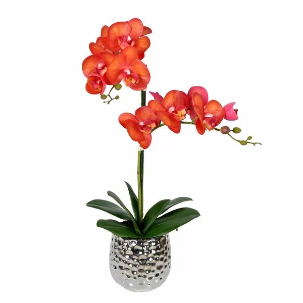 Phalaenopsis Floral Arrangement in Pot | Wayfair North America