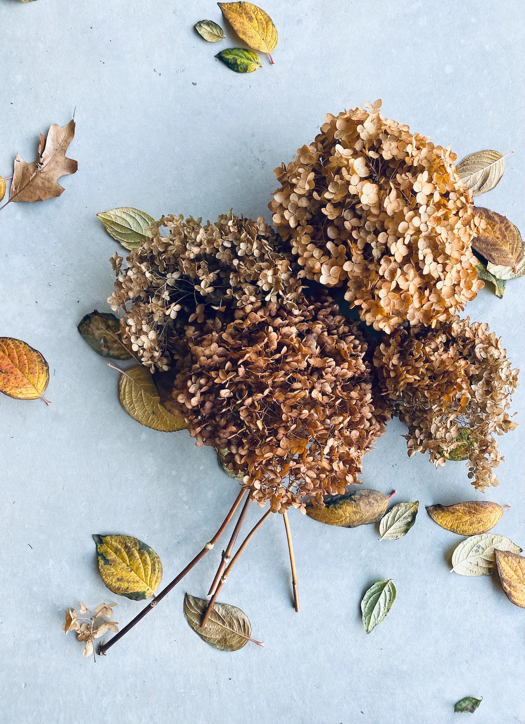 Brown Dried Hydrangeas (round Ball Shape), 5 Stems - Etsy | Etsy (US)