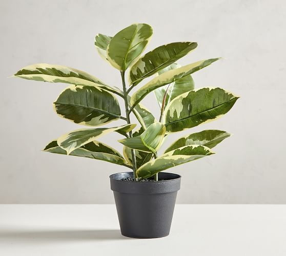 Faux Potted Rubber Houseplant | Pottery Barn (US)