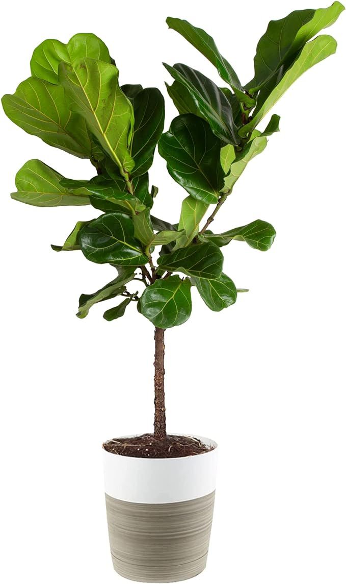 Costa Farms Fiddle Leaf Fig Tree, Live Indoor Plant Ficus Lyrata, Real Floor Plant, 36 to 48-Inch... | Amazon (US)