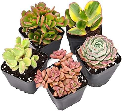 Live Succulent Plants, 5 Pack Assorted Real Succulents Potted in 2" Starter Planter with Soil Mix, R | Amazon (US)