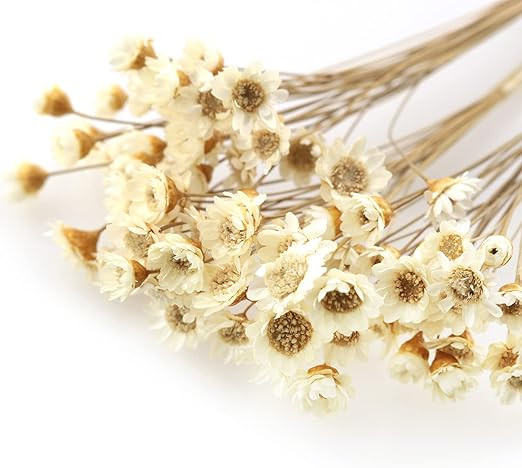 Dried Flowers TAODAN 90 Stems Natural Dry Flowers White Brazilian Small Star Daisy Mini Daisy Flo... | Amazon (US)