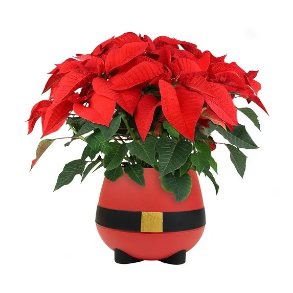 Holiday Time 1.68QT Cheerful Santa Red Poinsettia Live Plant in Decorative Pot | Walmart (US)