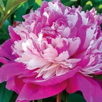 Peony ""Celebrity"" Paeonia Lactiflora Free Shipping | Etsy (US)