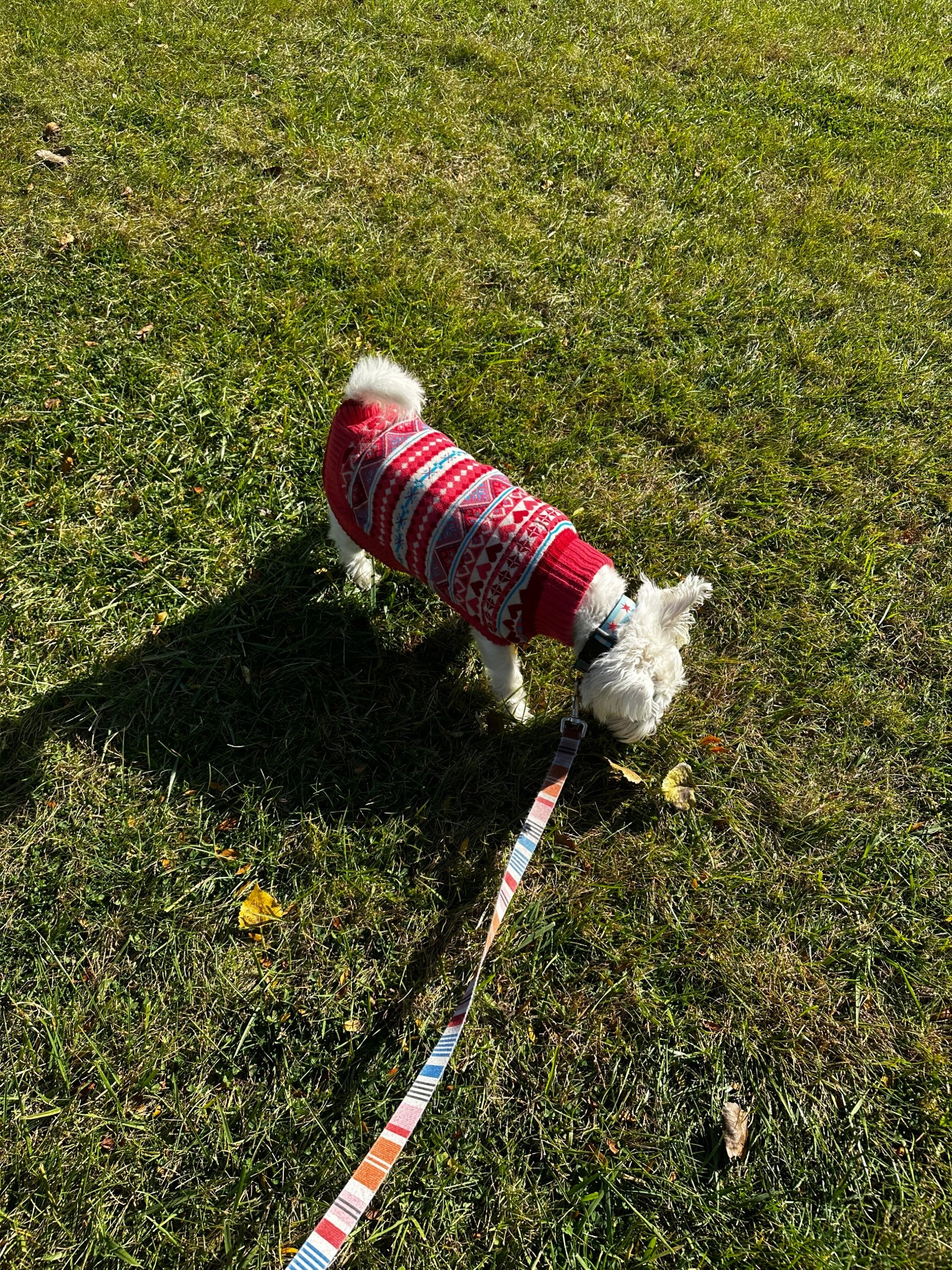 It’s sweater weather! Does your pet like to wear sweaters? Mine loves it! I’ve linked several sweaters that are so cute for this fall  

#LTKFindsUnder50 #LTKSeasonal #LTKPets