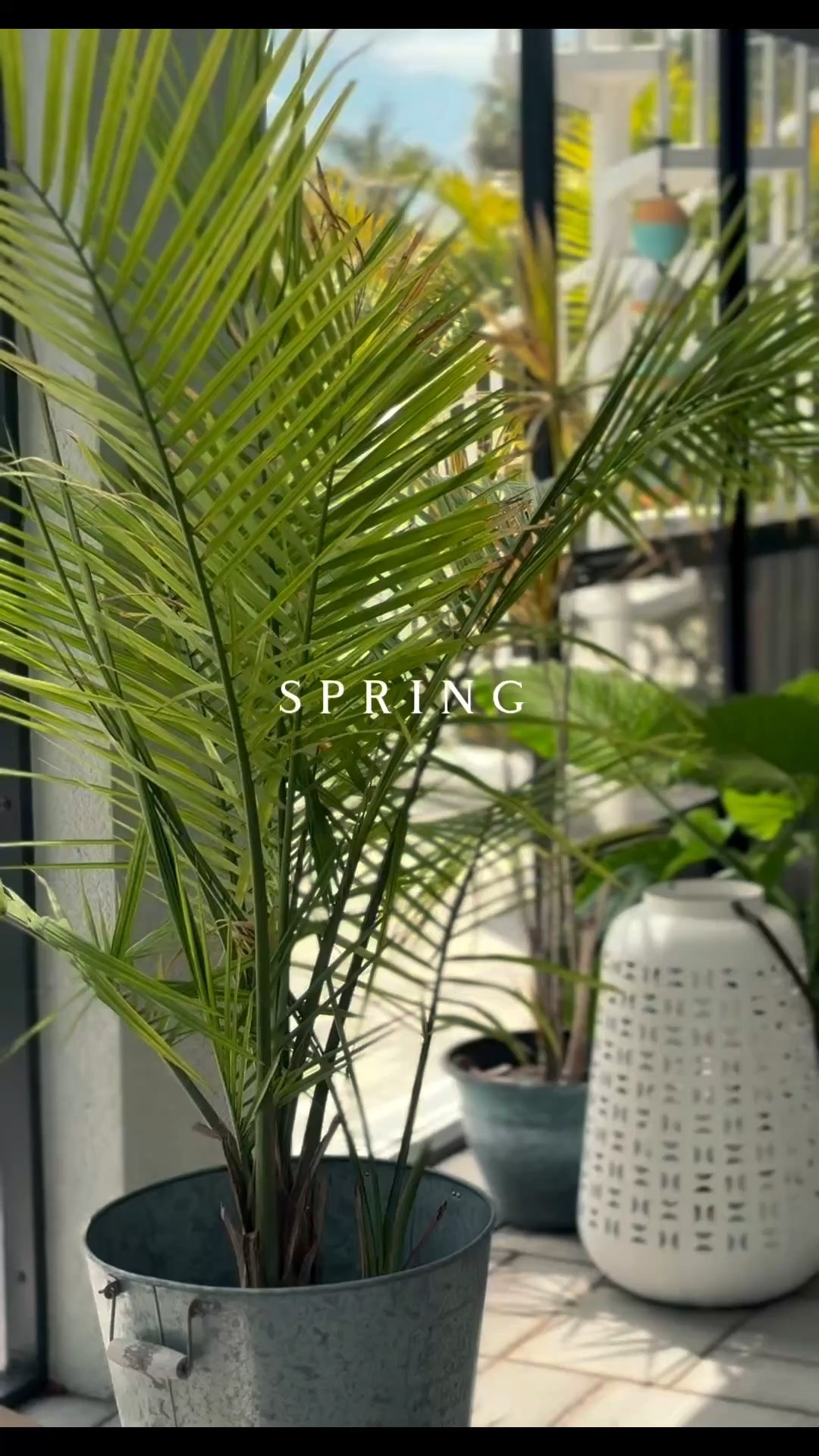 Amazon privacy screens!!



#LTKSeasonal #LTKOver40 #LTKHome