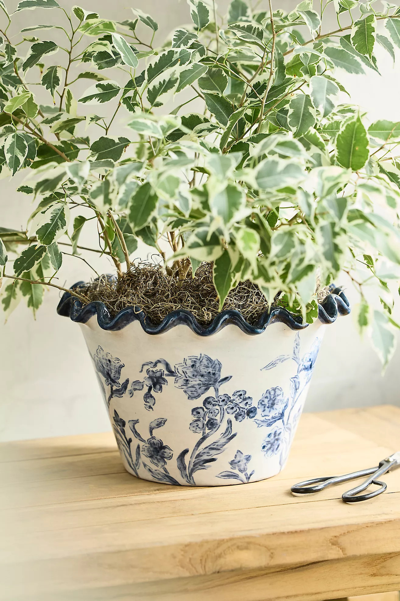 Ruffled Blue Lace Terracotta Planter | Anthropologie (US)
