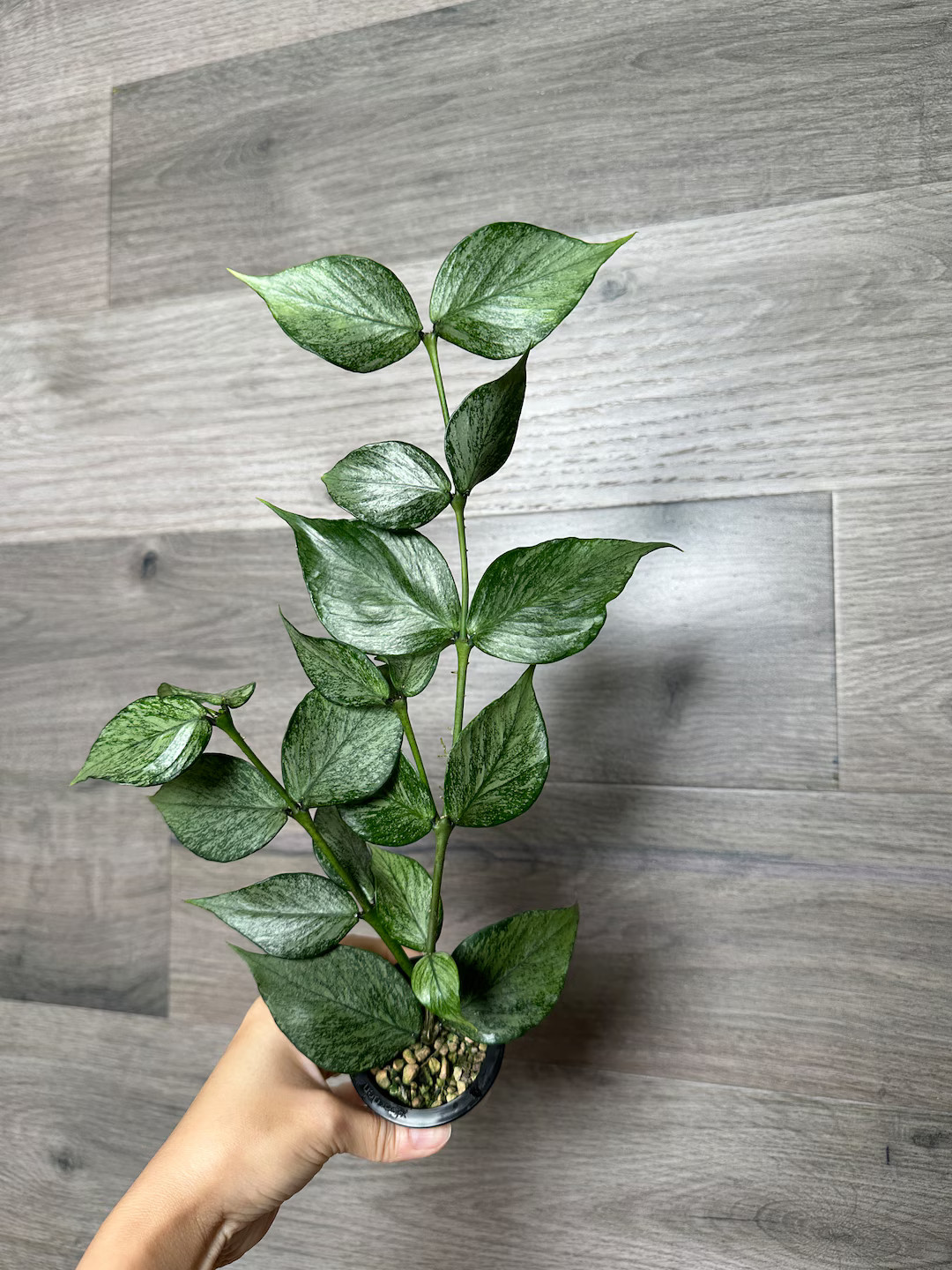 US Seller Hoya Silver Polyneura Broget Fully Rooted Stable Plant Pick Your Own - Etsy | Etsy (US)