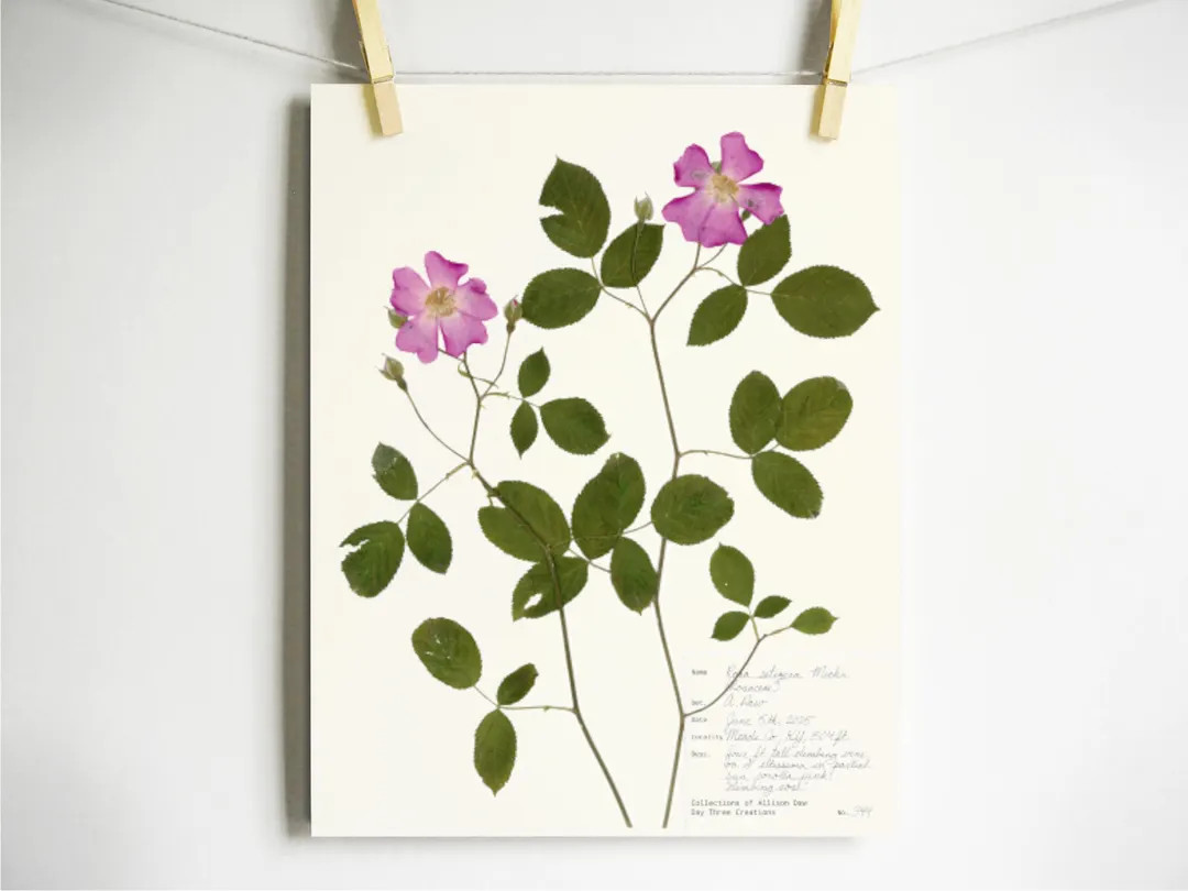 Wild Rose Print; Pink Pressed Flower Botanical Art - Etsy | Etsy (US)