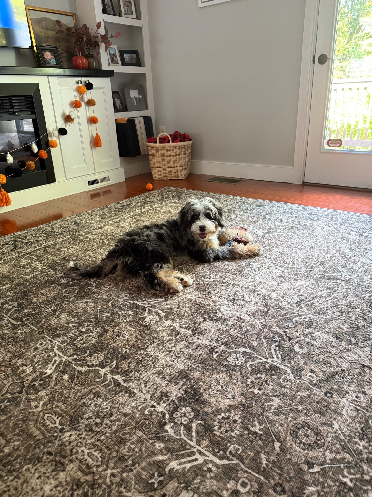This washable carpet is so pretty & easy to clean! Perfect for pets and kids. 

#LTKHome #LTKPets #LTKKids