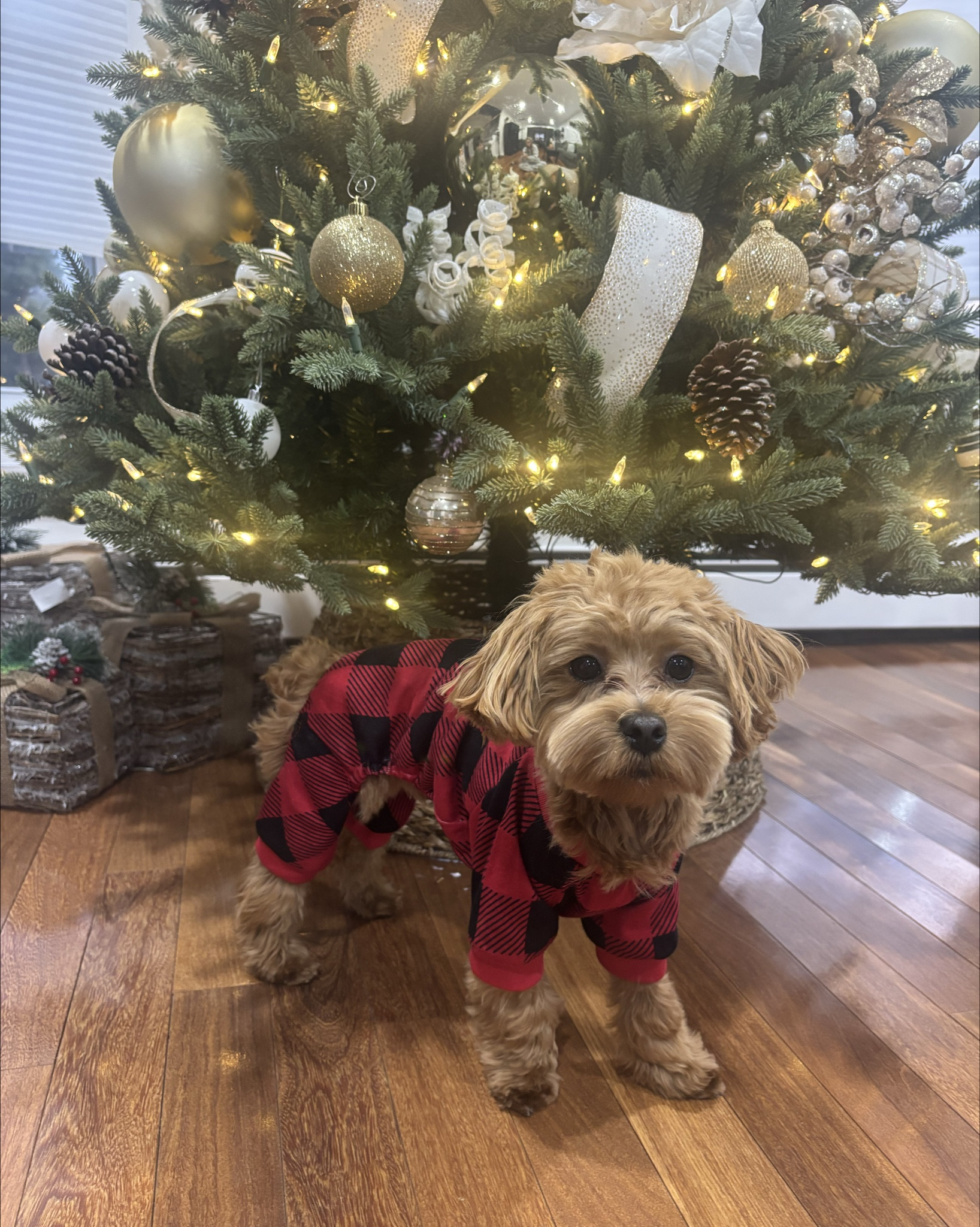 Dog Christmas pjs, buffalo check. Nash is 8 pounds and wearing a size small. Pet pajamas 

#LTKHoliday #LTKSaleAlert #LTKFindsUnder50
