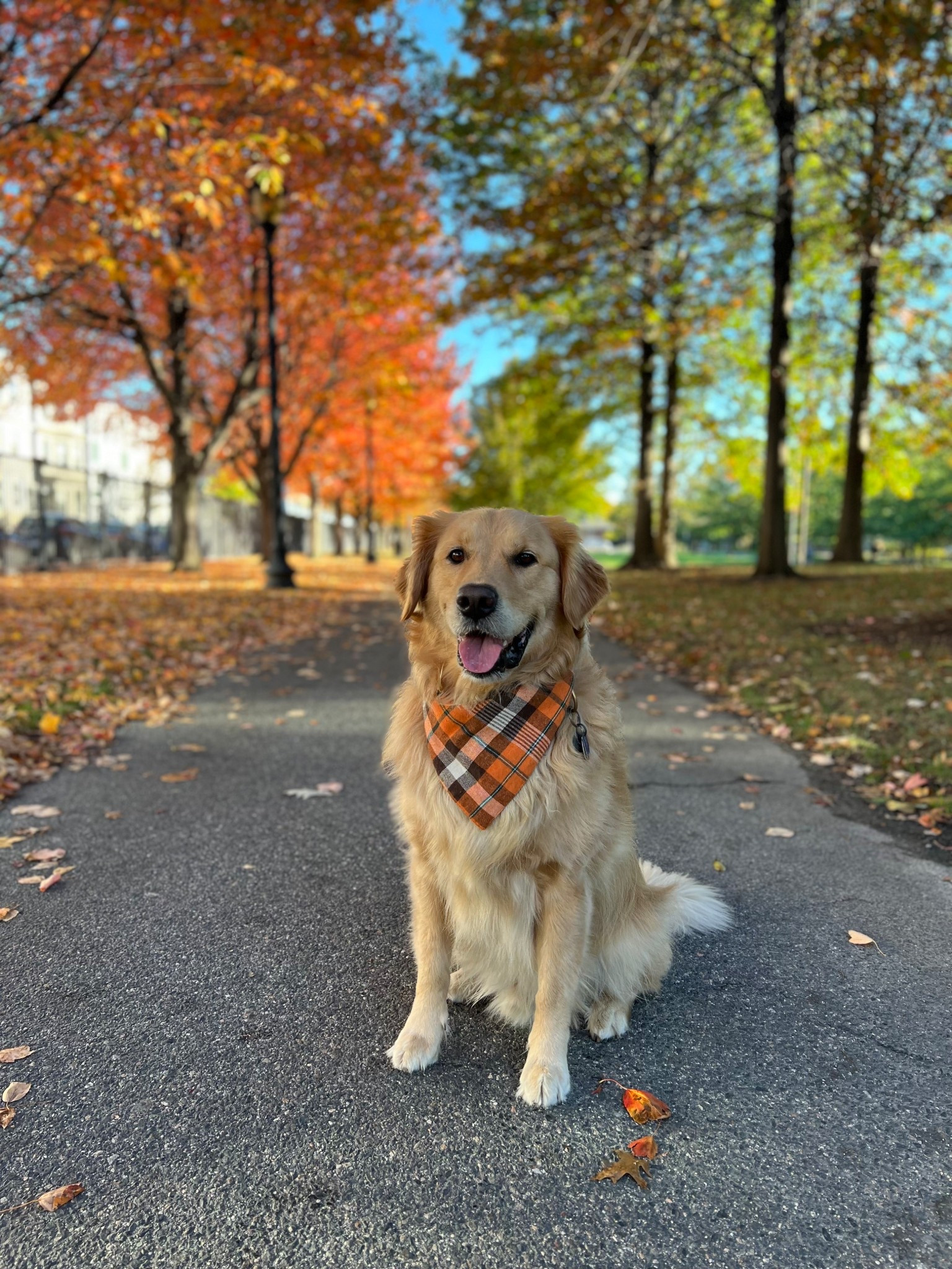 some of my favorite dog bandanas from amazon! 

#LTKPets