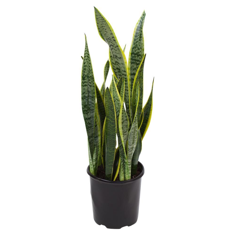 Sansevieria Laurentii Snake Plant in 9.25 in. Grower Pot | The Home Depot