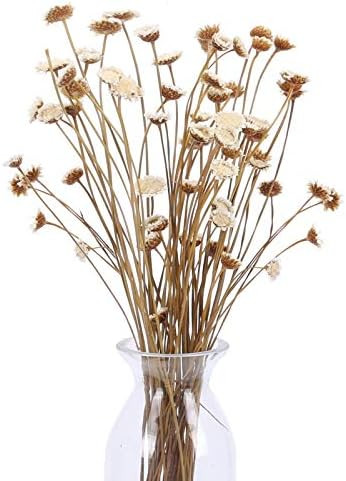XHXSTORE 60 Pcs Natural Dried Flowers Bouquet Mini Head Fall Dried Flowers Stems Bulk White Dried... | Amazon (US)
