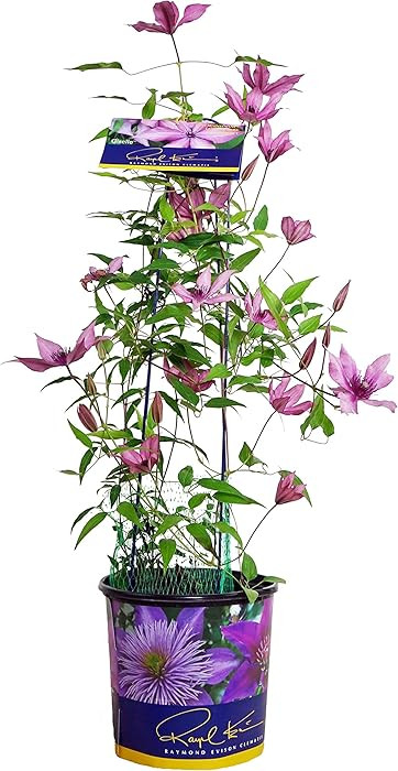 Raymond Evison Clematis - Clematis Giselle (Clematis) Perennial, pink flowers, 8`` - Size Contain... | Amazon (US)