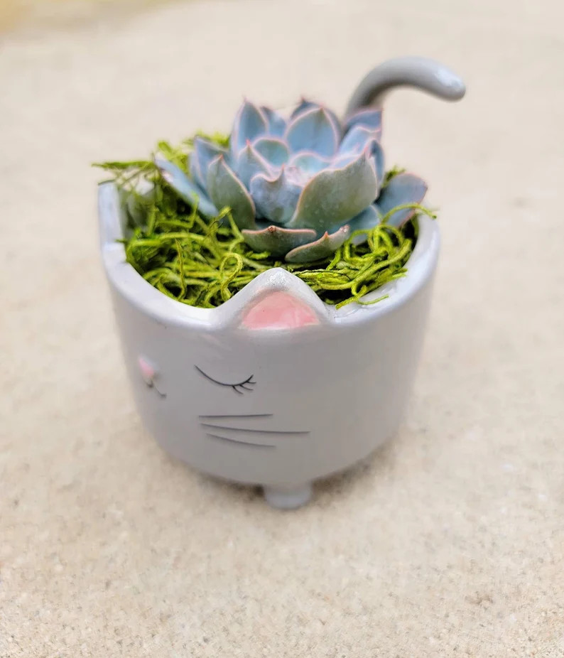 Kitty kitten Cat planter pot with real living sucuclent plant included | Etsy (US)
