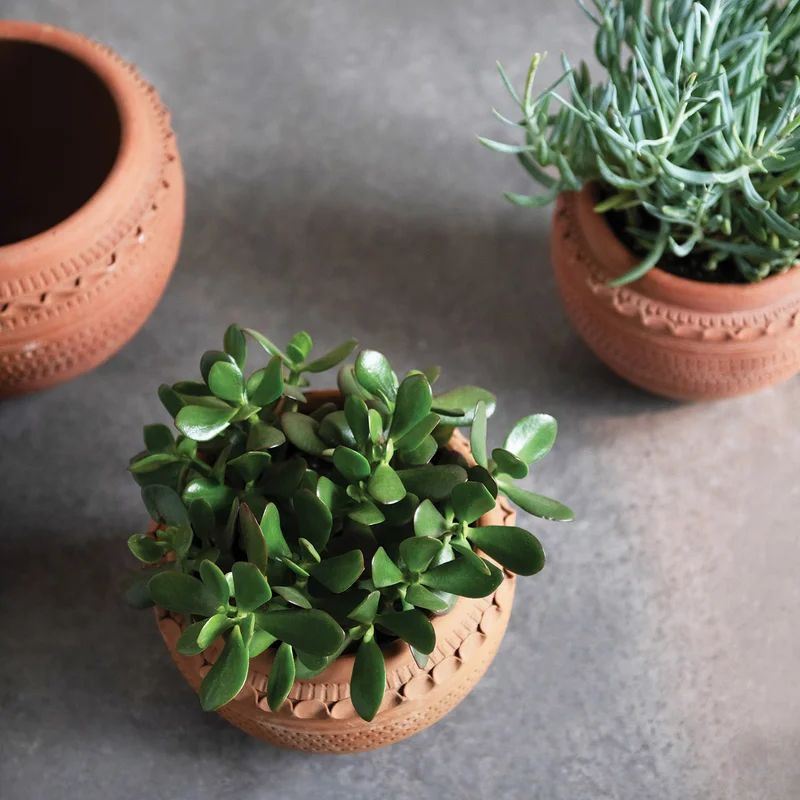 Shelese Textured Terracotta Pot Planter | Wayfair North America
