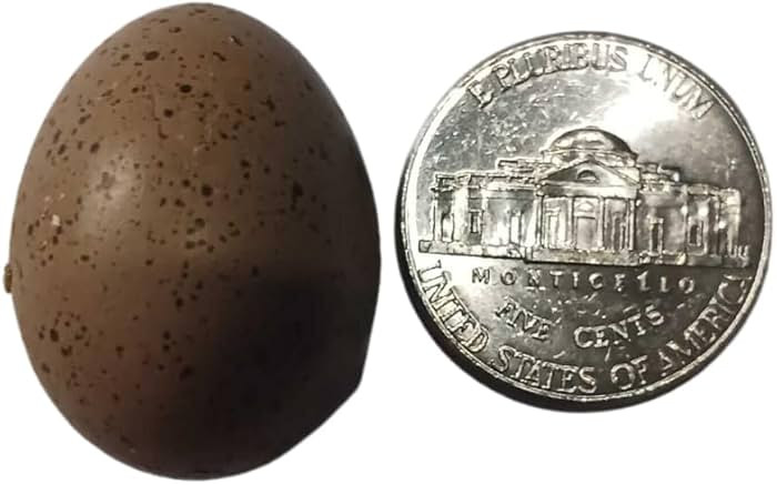 Button Quail Eggs -Eggs for Hatching - 12 Count Fertile Quail Eggs | Amazon (US)
