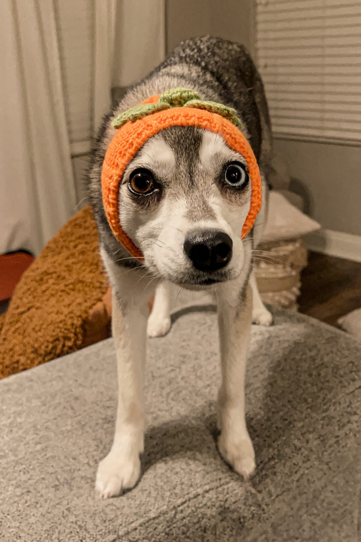 Funny Pumpkin Costume for Dogs! 

#LTKunder50 #LTKHalloween #LTKSeasonal