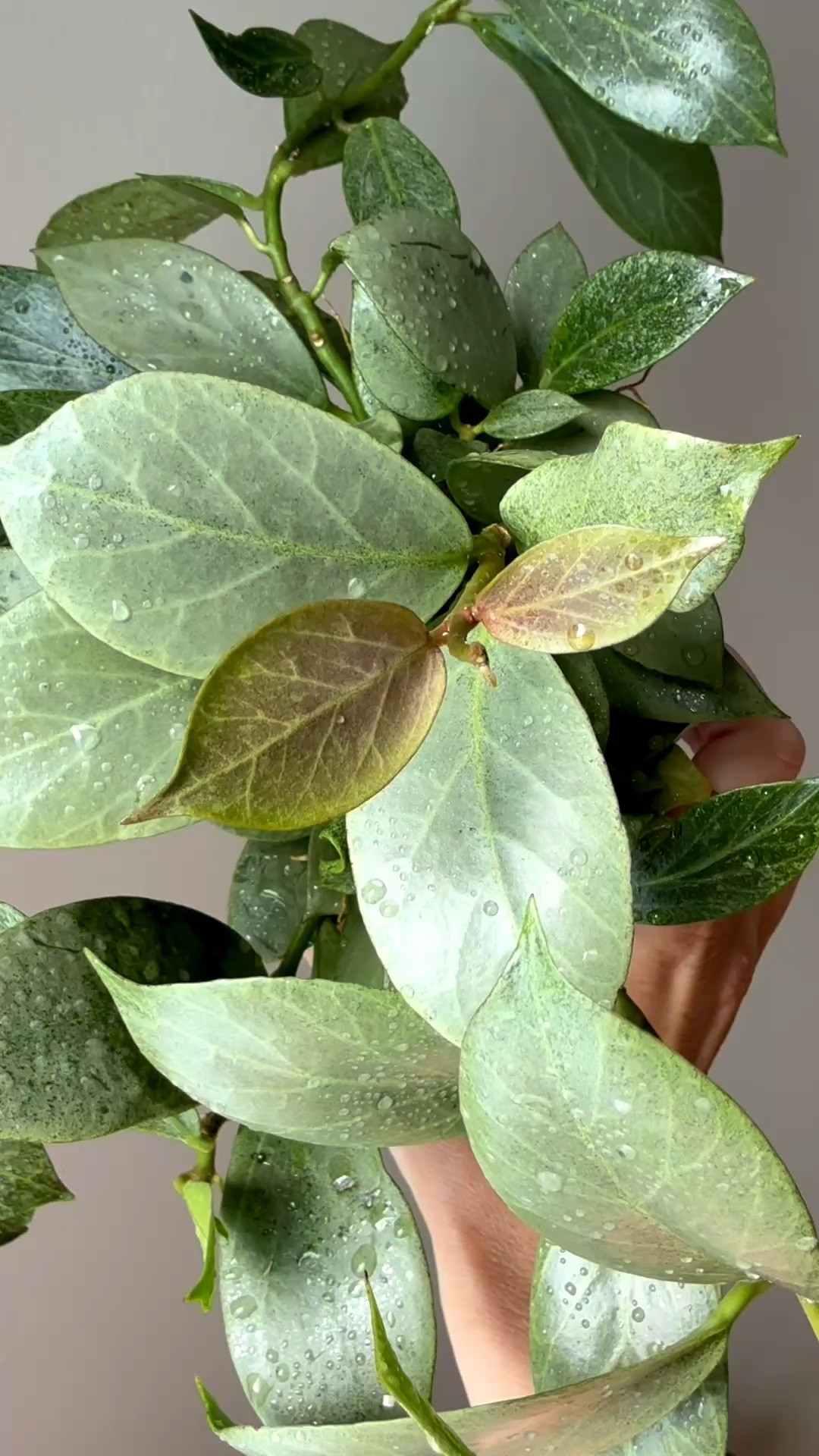 My #HoyaCrypticChrome grows like a weed, and I couldn’t be happier about it! The faster it grows, the more of these stunning silver leaves I get to enjoy. One of my favorite things about this Hoya is how beautifully it sunstresses, transforming into some of the most unique shades depending on the light. It’s definitely one that never gets old to admire.

Liz’s personal care experience only…every environment is different:
🪴Light: directly under strong grow lights 
🪴Water: when dry
🪴Avg Temp last 30 days: 78F
🪴Relative Humidity last 30 days: 85%
🪴Fussy: not for me
🪴Rate of growth: medium 
🪴Rareness: not commonly found 
🪴Pot size: 3 oz cup
🪴Potting Mix: in my coco coir rooting mix
🪴Fertilizer: I apply a nutrient-rich fertilizer tailored for Hoyas approximately every other watering when the plant isn’t dormant. It’s packed with essential macro and micronutrients, it’s the best I’ve found for hoyas!
🪴Rooting Method: in my custom coco coir mix in a clear plastic prop box on top of a heat mat, under a strong grow light.
🪴Time In My Care: 2 months 
🪴Would Liz recommend this one: yes

👍follow for more & 🏷️ save for future reference 

#ilovehoyas #hoyacollector #hoyaappreciation