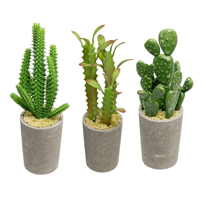 Assorted Potted Cactus, 7"/8" | At Home