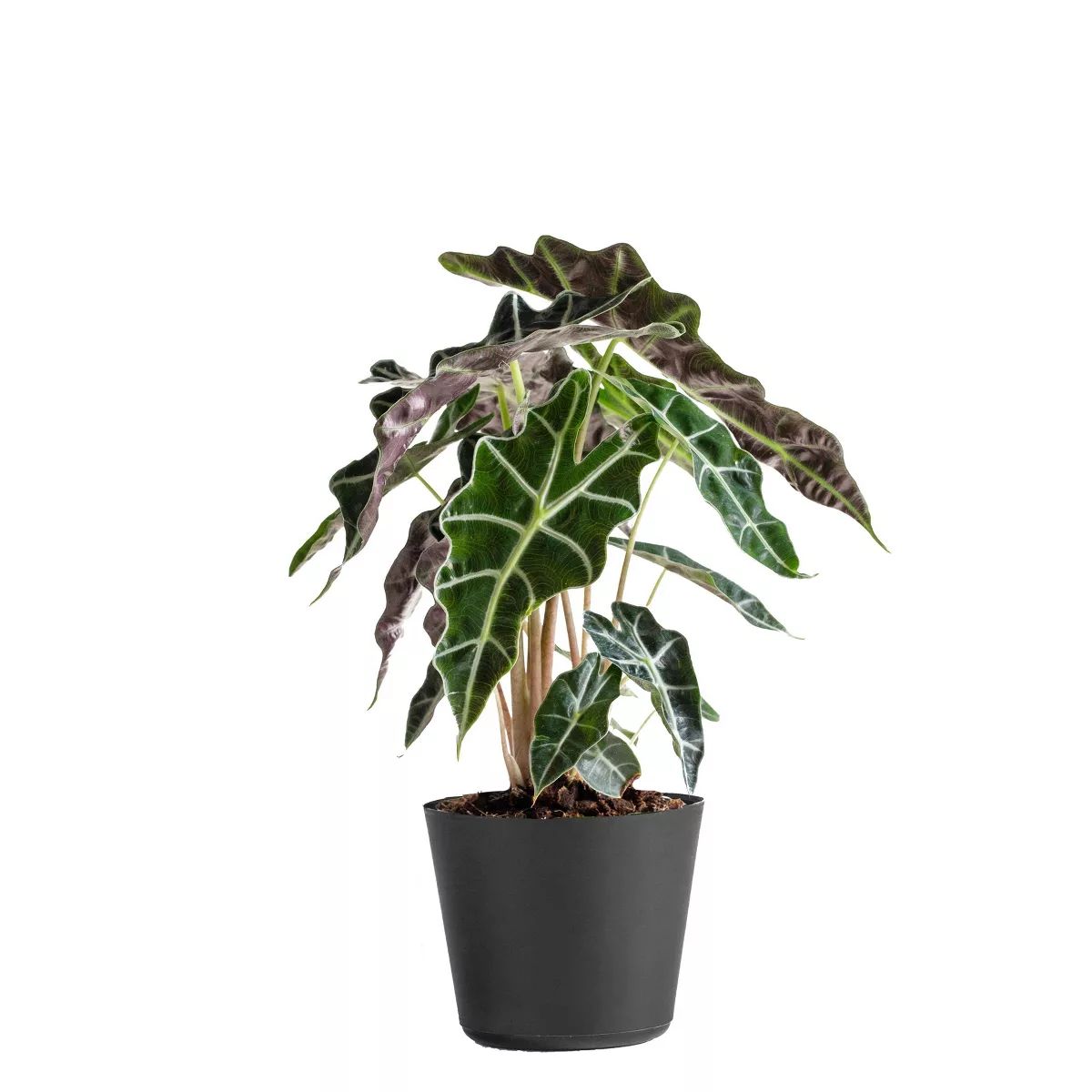 Live Alocasia Polly Elephant Ear Plant in 6" Standard Black Planter | Target