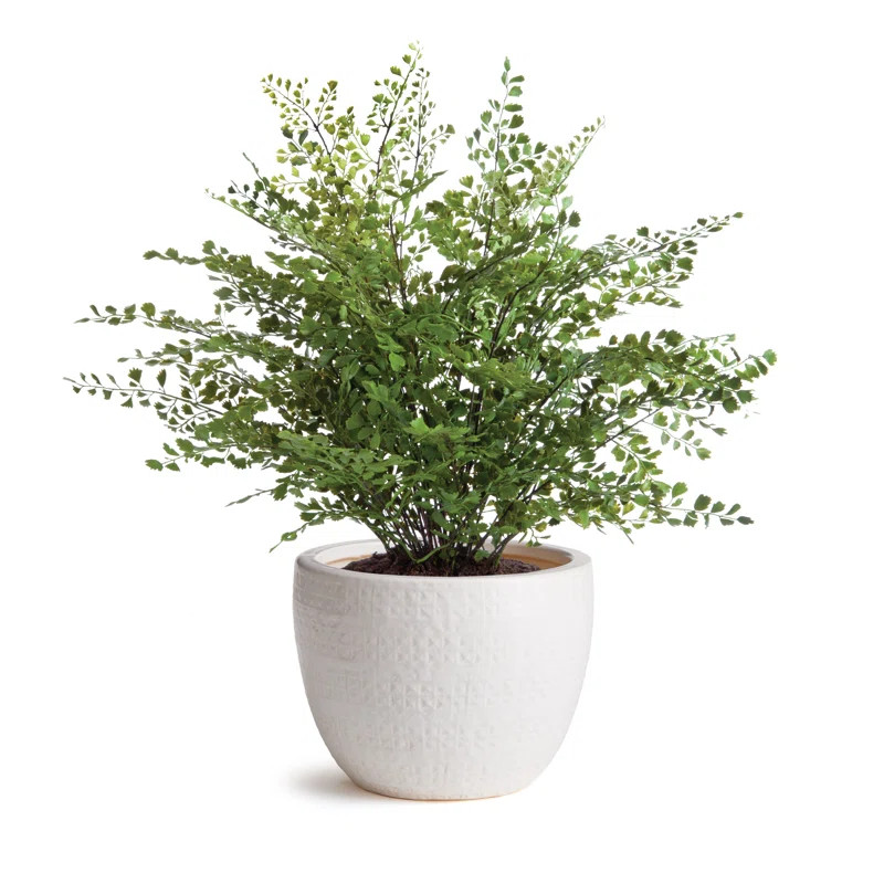 Aldona Ceramic Indoor Pot Planter | Wayfair North America