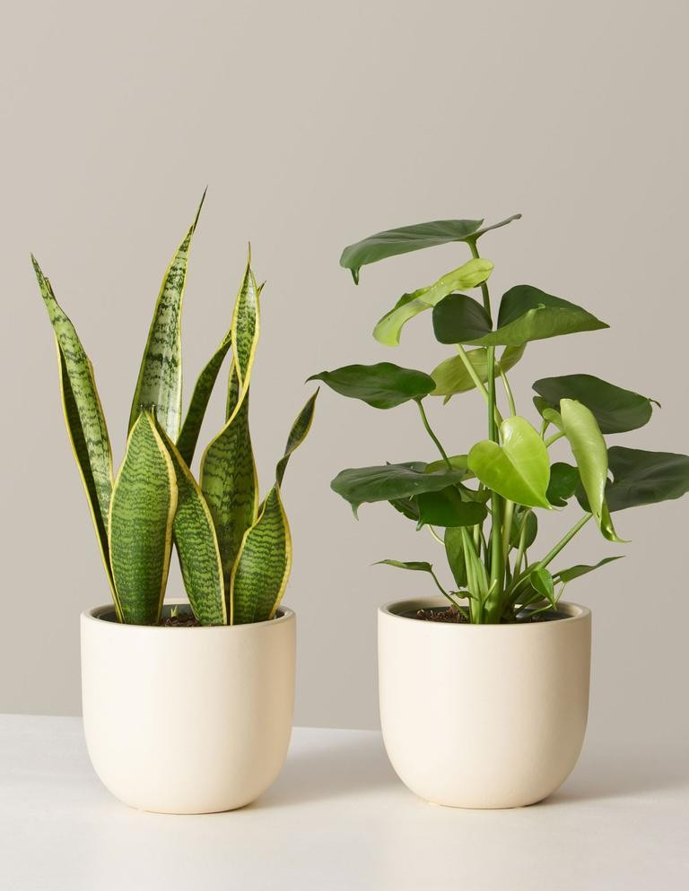 Best Sellers Duo | The Sill