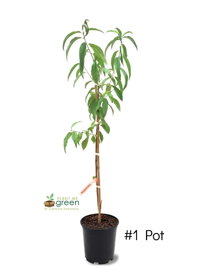 Expert Gardener 1-2 ft. tall Red Haven Peach Live Tree in 1-Gallon Grower Pot | Walmart (US)