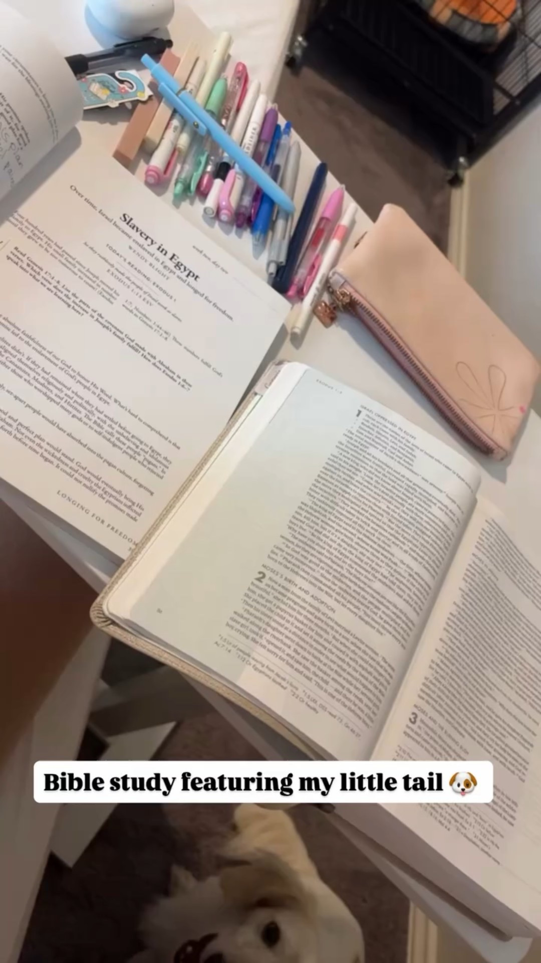 Bible study featuring my little tail 🐶