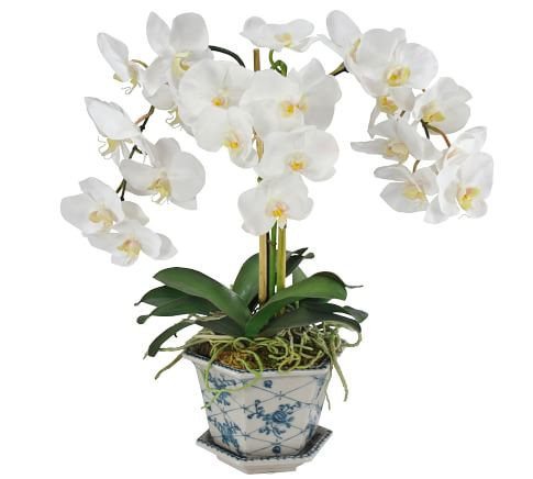 Faux Orchid in Cachepot - White/Green | Pottery Barn (US)