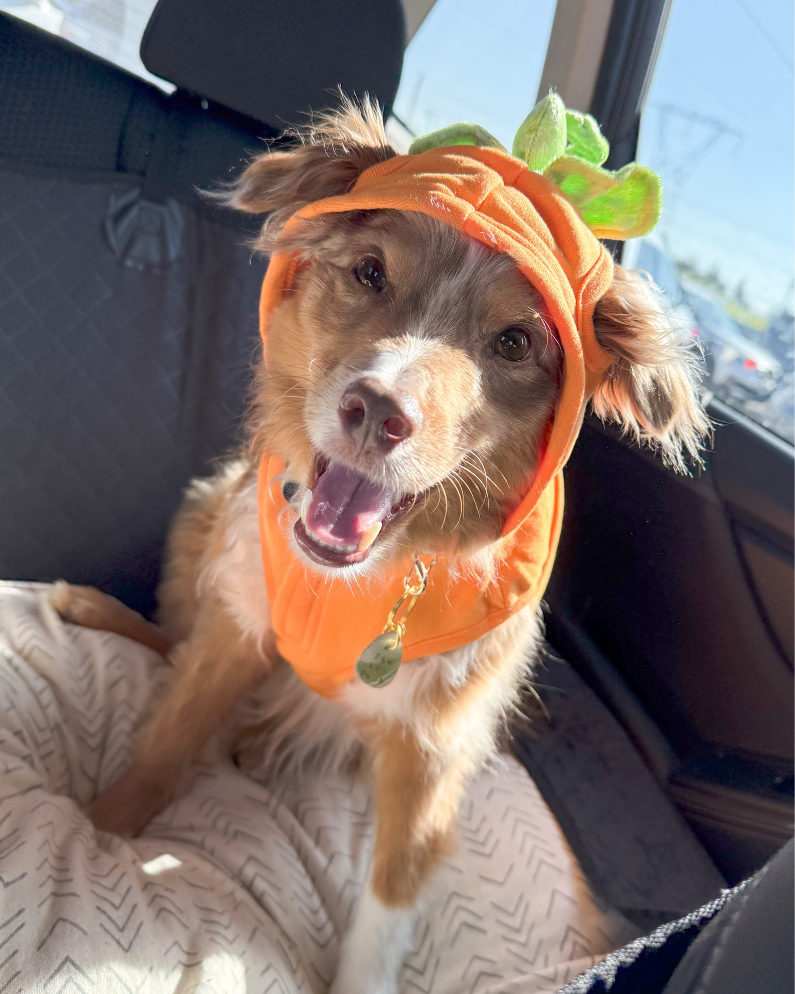 Pumpkin costume 🐶🎃

Ayce (30 lbs) wearing M
Aria (43 lbs) wearing L 