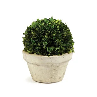 Boxwood Ball In Pot Large | Bed Bath & Beyond