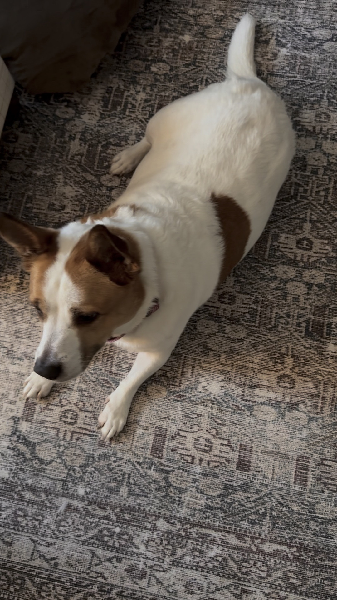 My new rug is on sale for Presidents’ Day! Under $150 for the 8’x10’
Vacuums great and is holding up great so far with a 3 year old and a dog. This video is from the late afternoon with an east-facing window, but rug has a nice variety of brown, blue and green tones  

#LTKFamily #LTKSaleAlert #LTKHome