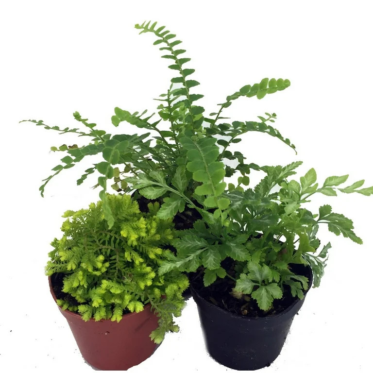 Hirt's Terrarium Kit with 3 Live Mini Ferns in 2" Pots | Walmart (US)
