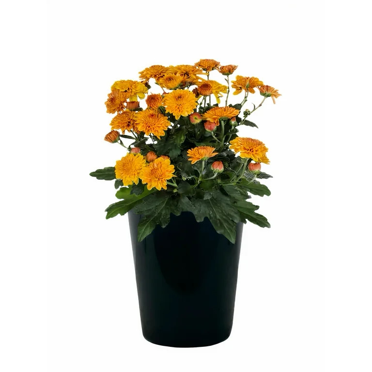 Expert Gardener 1.0PT Orange Mum, Live Plant in Grower Pot, Full Sun | Walmart (US)