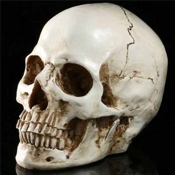 1:1 Life Size Replica Human Skull Model Resin Realistic Retro Medical Art Teach | Walmart (US)